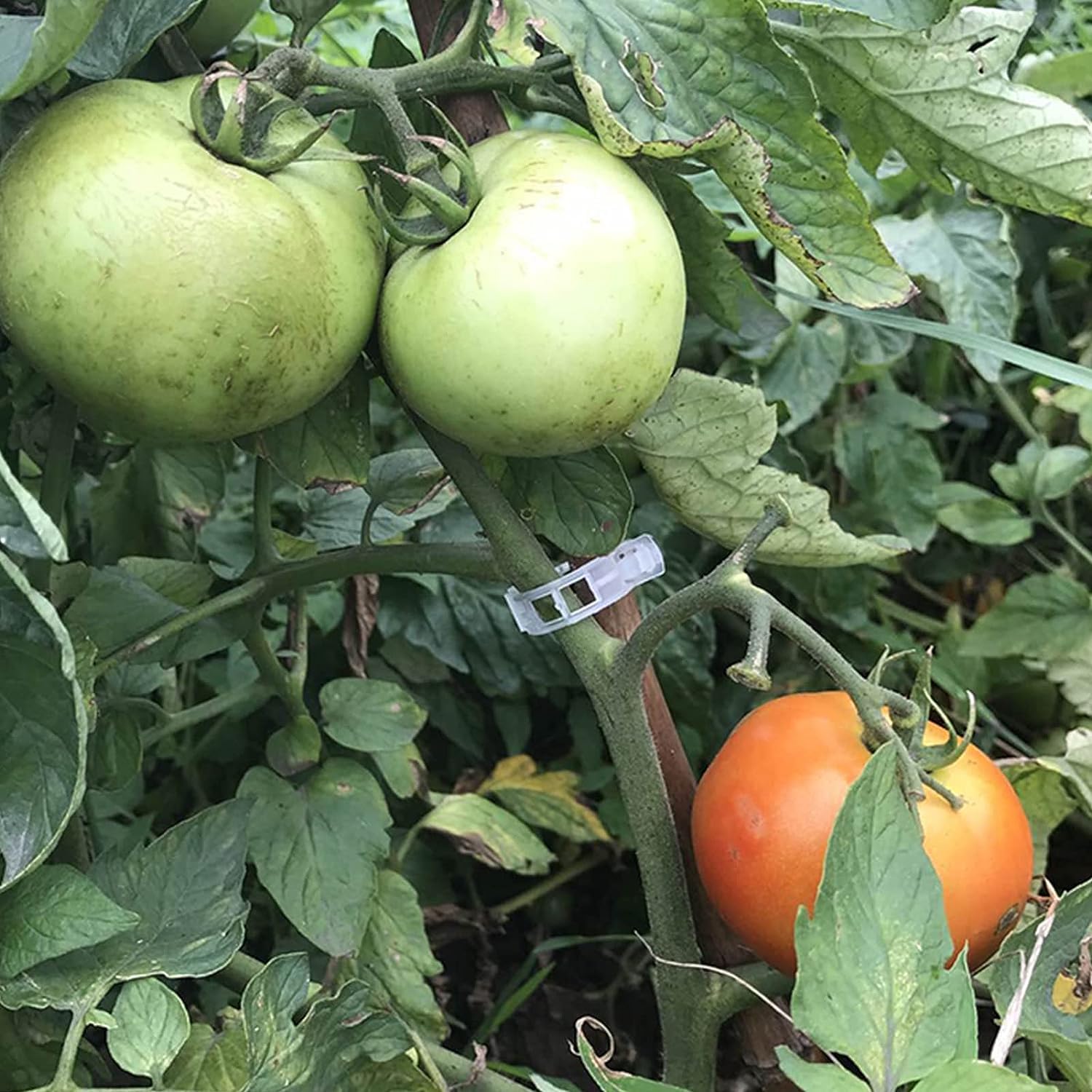 50 pezzi di supporto per pomodori per piante da giardino J