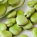 Fava Bean Seeds – Aquadulce, 1 Lb (~240 Seeds) – Vicia faba – Non-GMO, Heirloom, Open Pollinated – Annual Crop for Farm, Home & Garden Vegetable Gardening – Ideal for Microgreens Farm, & Home Growing