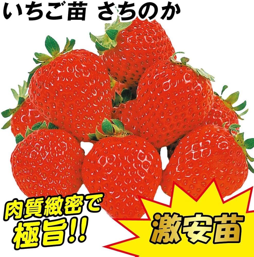 Amazon.co.jp: いちご苗 さちのか 5株 / 国華園 25年秋商品 : DIY