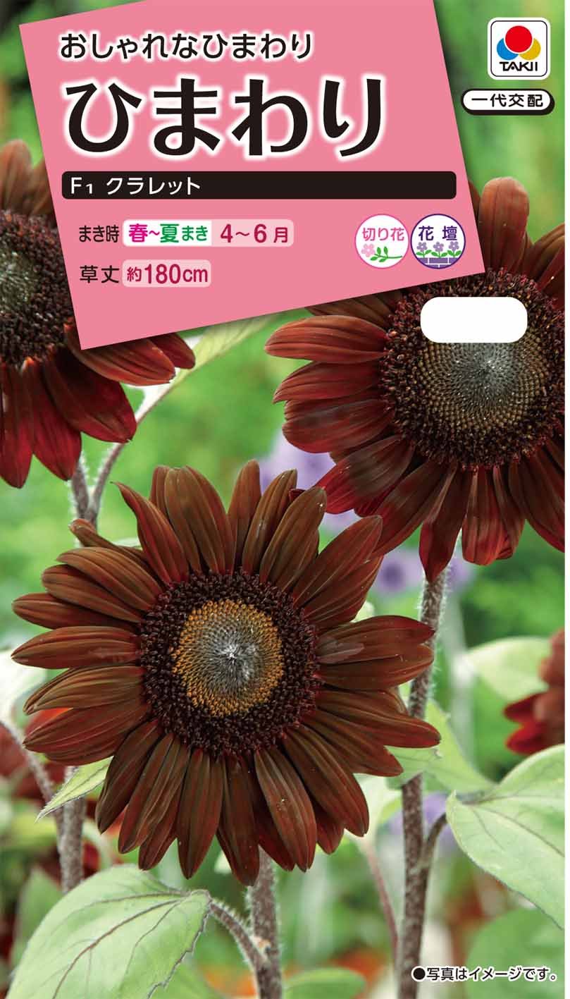 ヒマワリ ひまわり・F1サンリッチ(R)ライチLD| 種・苗・ガーデニング用品