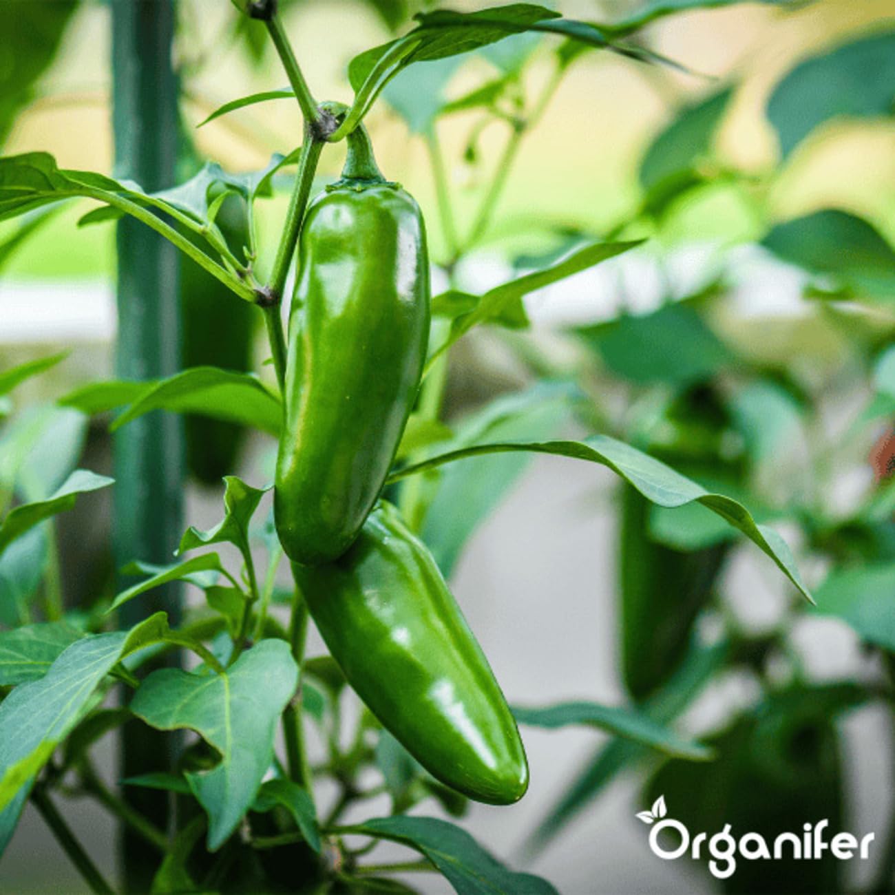 Paquetes De Semillas De Pimiento Y Pimentón | Semillas Para El Jardín - Semillas De Pimiento - Semillas De Jalapeño - Semillas De Hortalizas - 14 Variedades - Organifer