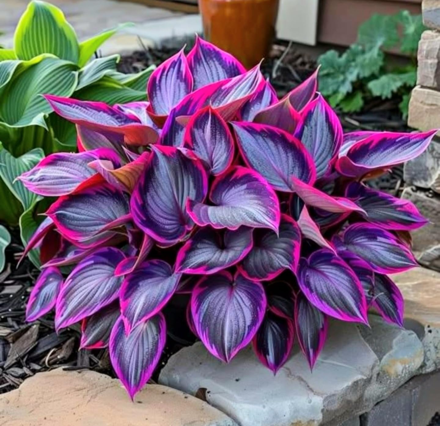 Hosta Flower Seeds - Grow Your Own Lush Garden -4 Hosta Flower Seeds - Grow Your Own Lush Garden -4