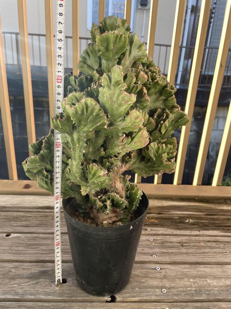 Amazon.co.jp: 大株 ユーフォルビア 魔界麒麟 マカイキリン Euphorbia  