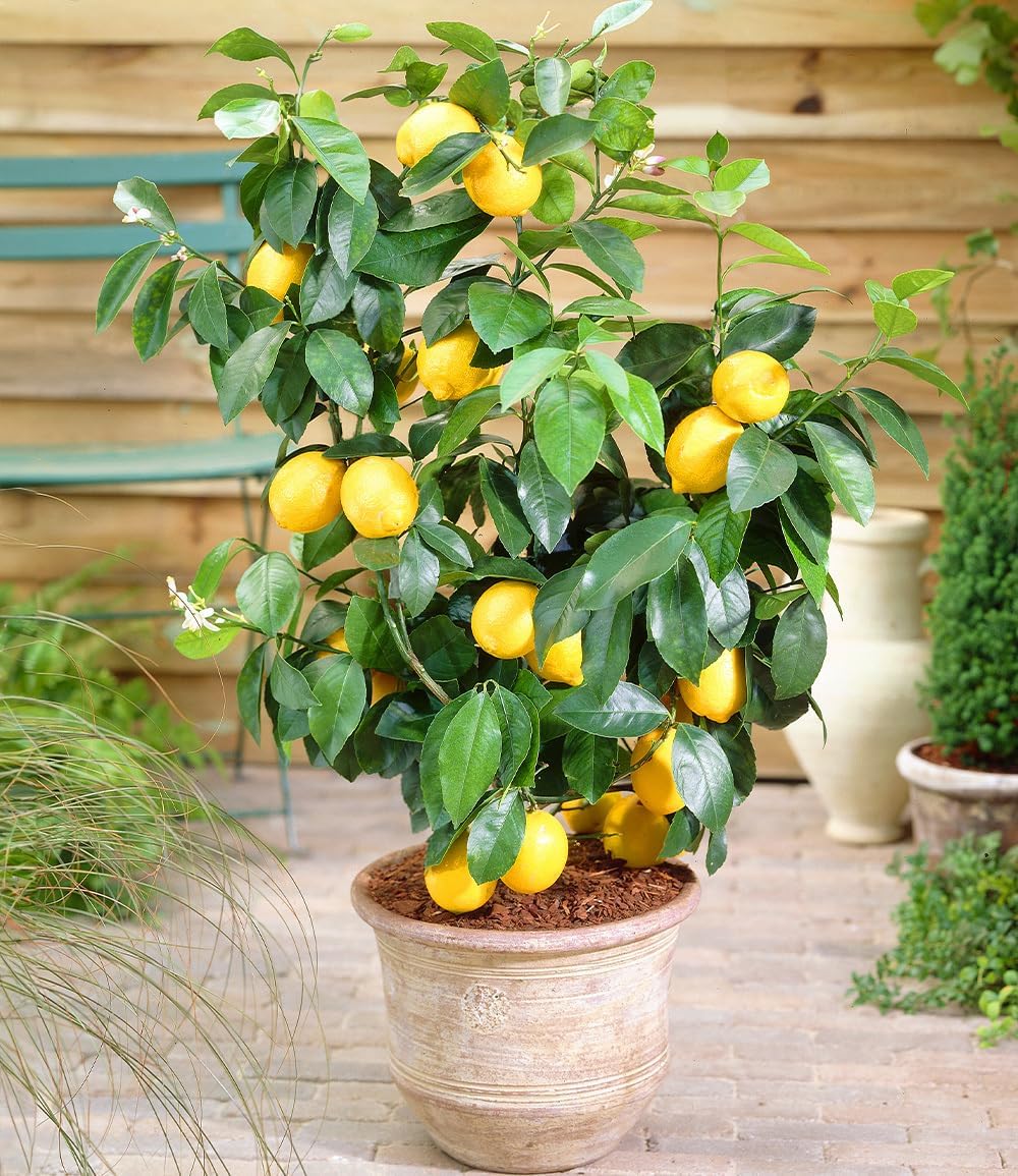 BALDUR Garten Zitronen-Bäumchen, 1 Pflanze, Citrus Limon Zitruspflanze ...