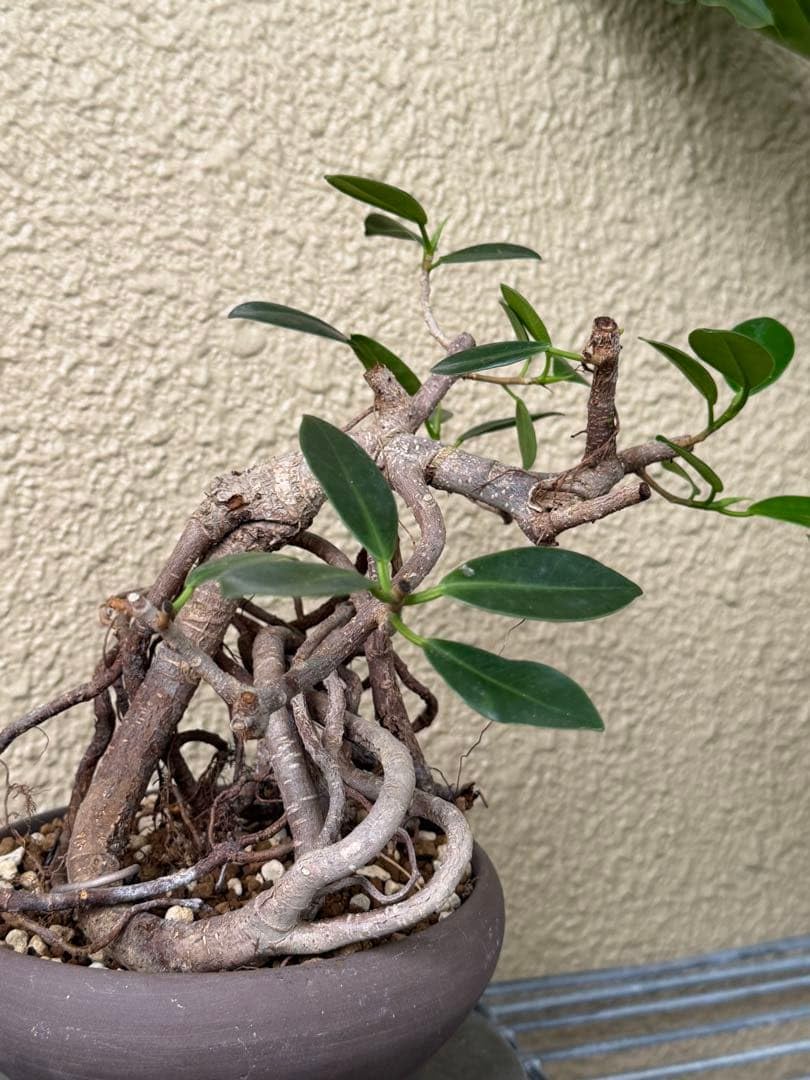 Amazon.co.jp: ガジュマル盆栽 古木 : DIY・工具・ガーデン