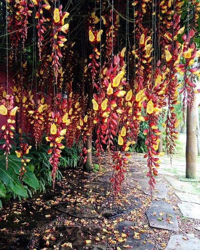 Image of Basor Lata (Scarlet Clock Vine) - Thunbergia Coccinea | Indrapushpa, Chonga Lota, Lady's Slipper Vine | Healthy Live Flowering Climber Plant | Pack of 1 Live Plant