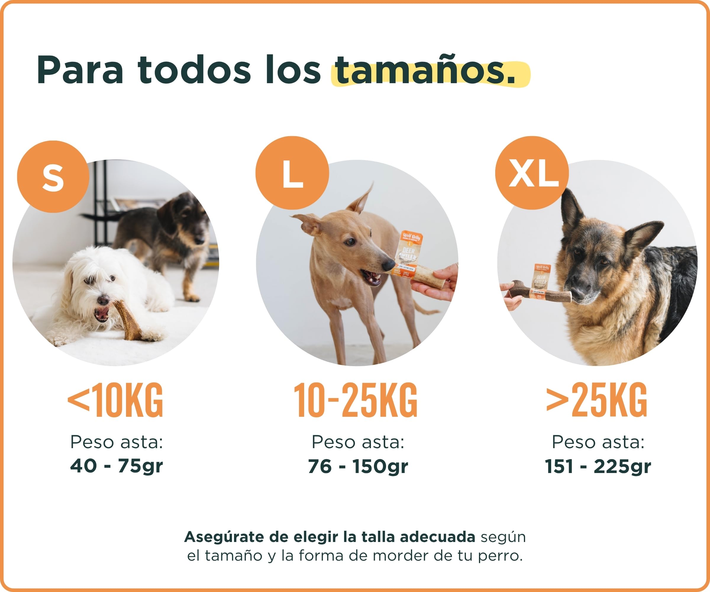 Wolf Belly - Asta de Ciervo para Perros 100% Natural (Talla XL) Mordedor Seguro y Duradero | Reduce Sarro y Placa | Rico en Calcio y Proteínas | Calma Estrés y Ansiedad | Sin Olor - Hecho en España