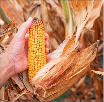 Brownie Brand Wapsi Valley Dent Corn Premium Heirloom, Non-GMO Corn for Milling, Baking, and Traditional Dishes Nutritious, Versatile, Ideal for Cornmeal, Flour, Tortillas and More. Packet