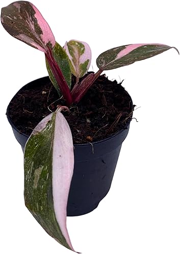 Miniatura 5 de BubbleBlooms Filodendro Pink Princess, filodendro ruborizado, Philodendron Erubesens híbrido en maceta de 2 pulgadas