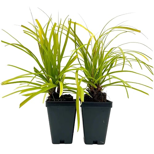 2 Everillo Sedge Grass – Evergreen Clumping Ornamental Grass with