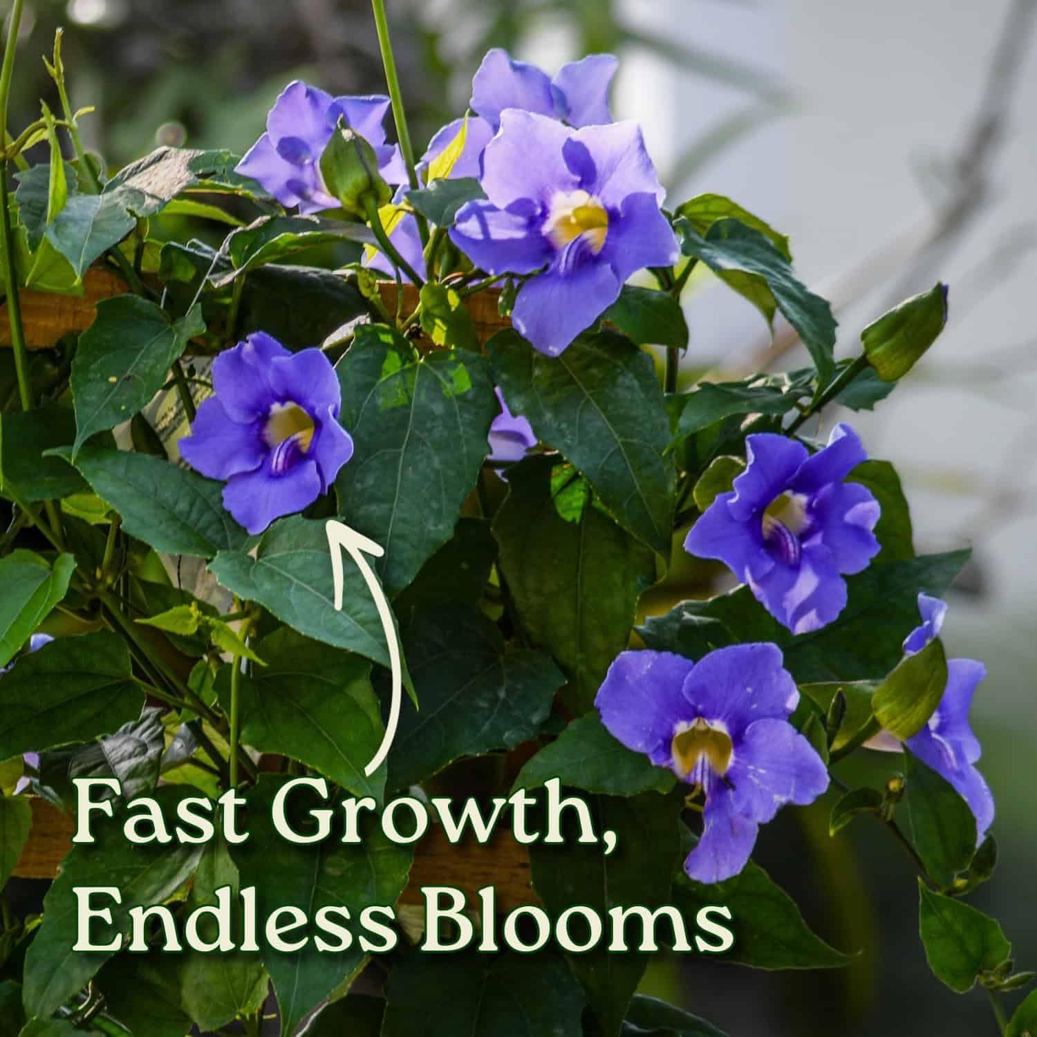 Live Sky Vine Plant Trellis - Thunbergia Purple Flowers - Tropical Plants of Florida - Overall Height 36" (Plant Only)