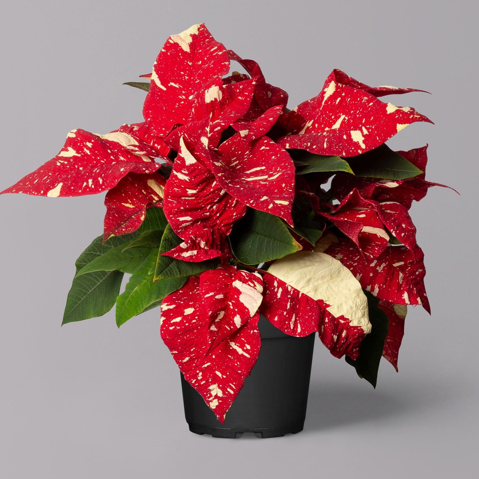 variegata pflanzen shop ALOCASIA FRYDEK VARIEGATA online kaufen bei potflourri