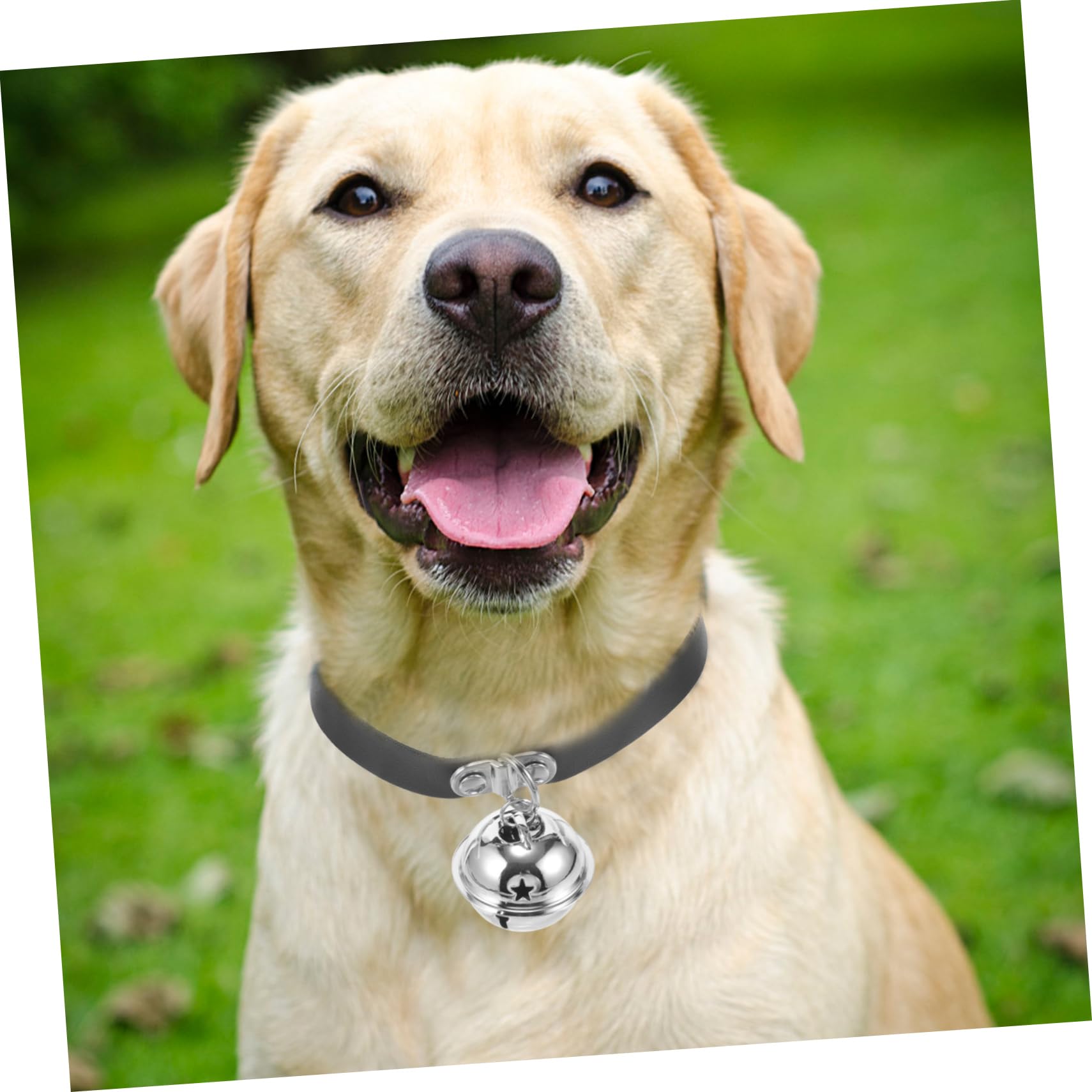 COLLBATH Adorable Collier pour Chiot avec Clochette en PU Robuste Et Réglable pour Un Usage Quotidien Et des Fêtes