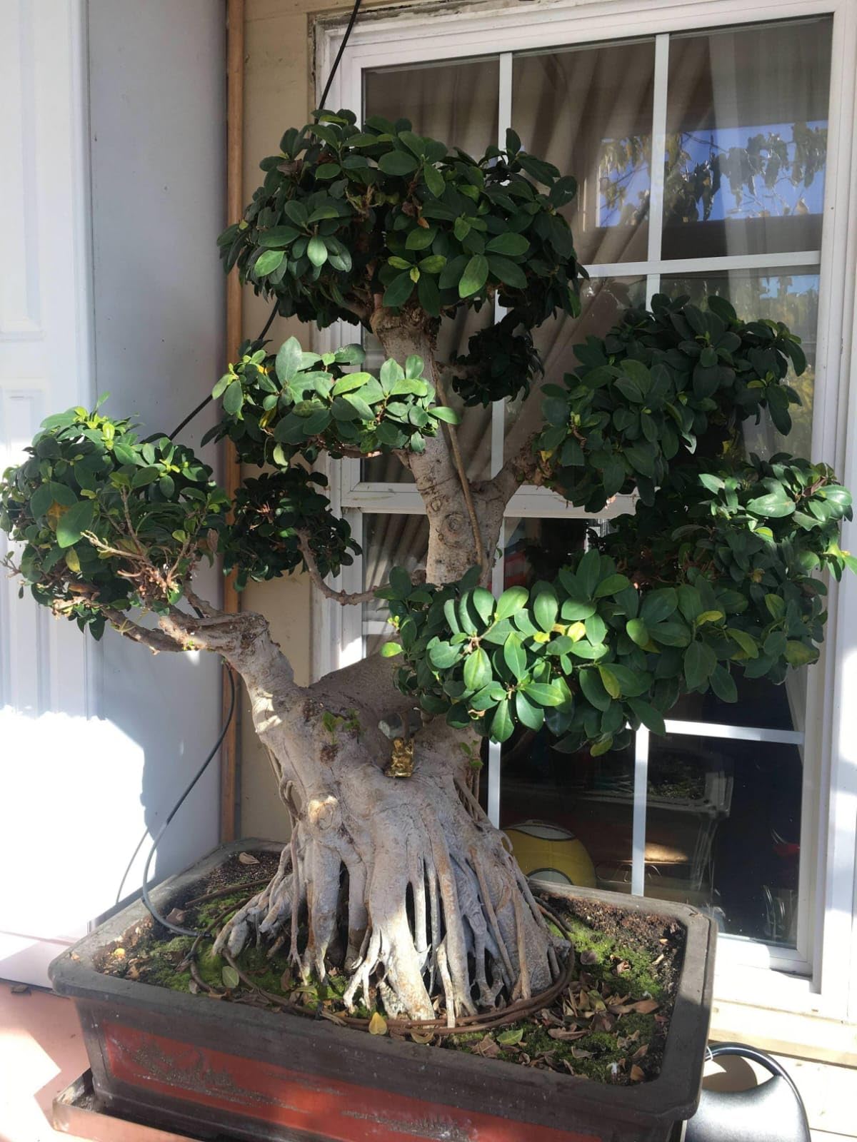 NEW DEBNATH NURSERY` Chinese Banyan Chaina Bot Ficus microcarpa Bonsai Live Tree GGH65-image-12