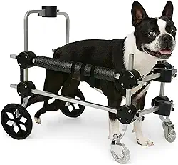 Cadeira De 4 Rodas Cachorro Tamanho M Médio Andador Cão Pet Best Soluções