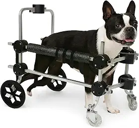 Cadeira De 4 Rodas Cachorro Tamanho M Médio Andador Cão Pet Best Soluções