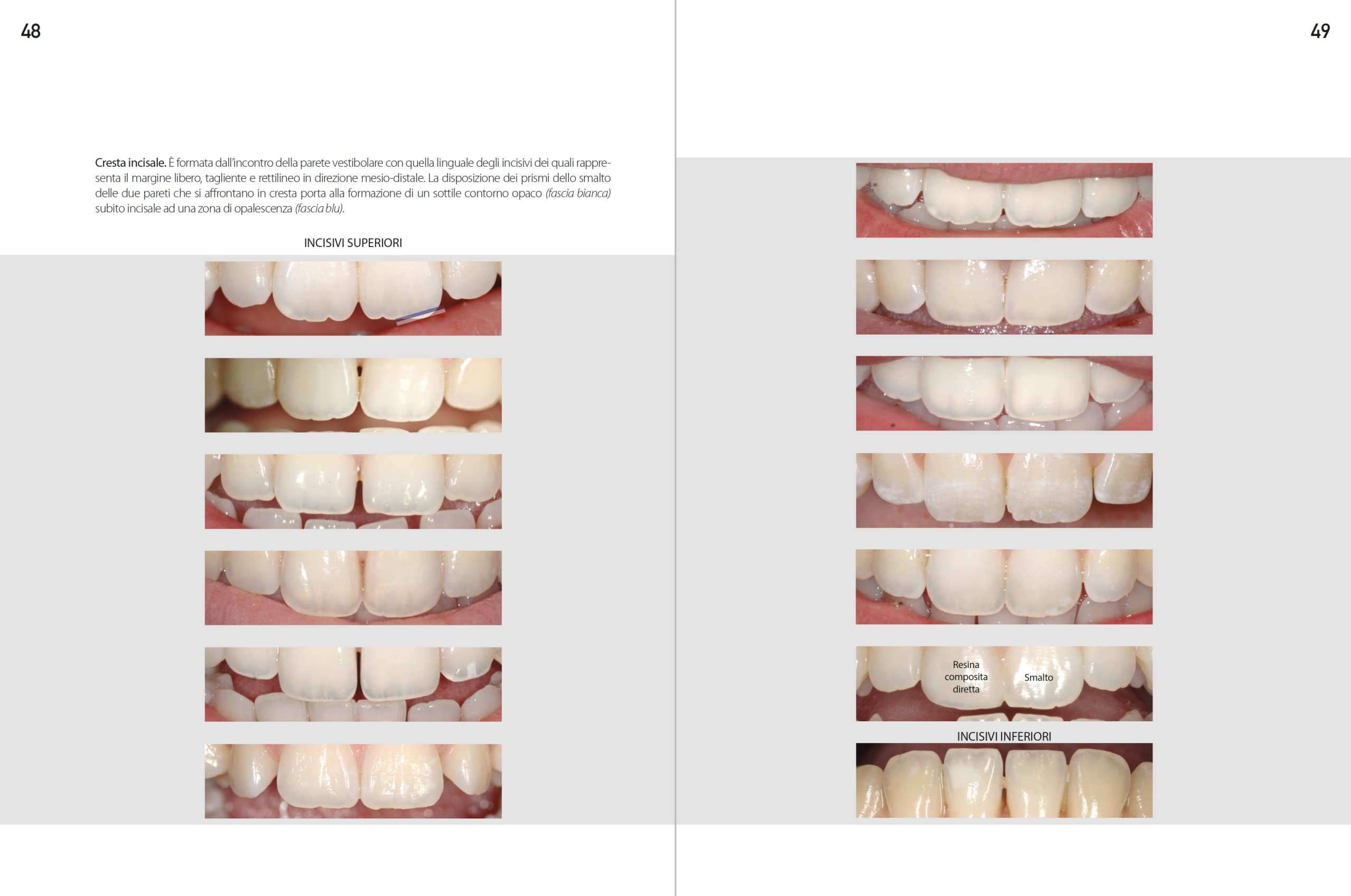 Morfologia dentale. Estetica e funzione