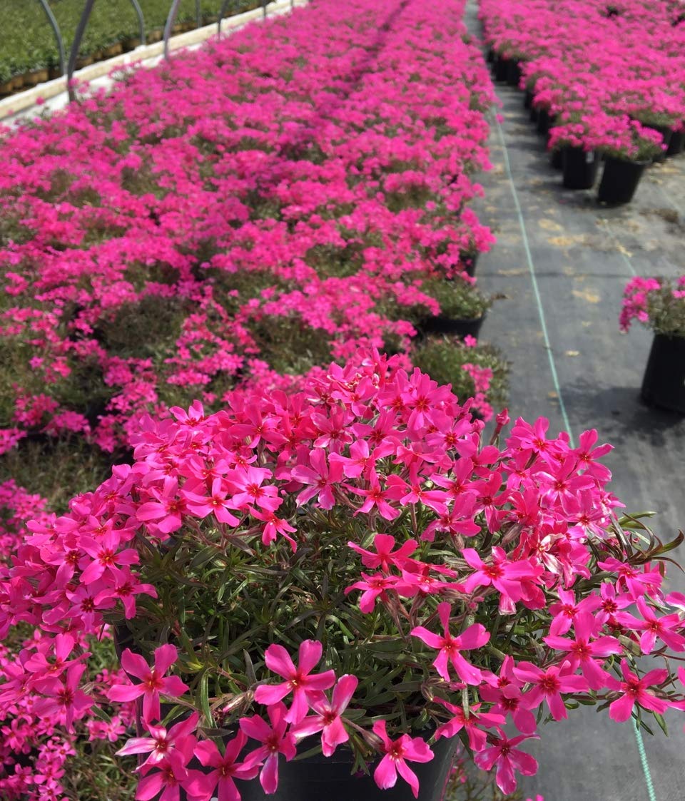 Green Promise Farms Scarlet Flame Phlox subulata