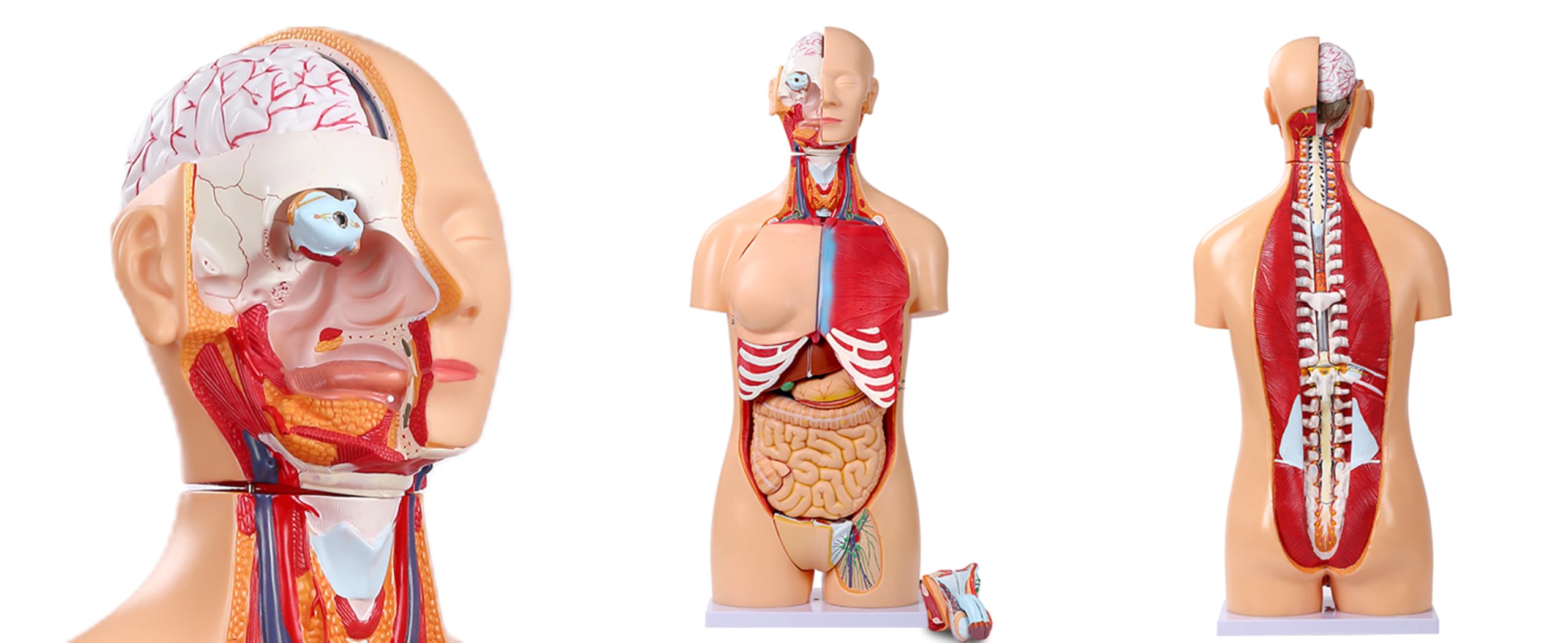 Modello di Anatomia del Busto Umano da 85 cm Modello di Torso a grandezza Naturale in 32 Parti con Testa del Cuore Teschio Cervello Modello di Strati muscolari viscerali