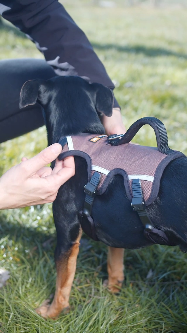 Ferplast 75467012 ERGOTREKKING P SMALL, Ergonomisch borstharnas voor middelgrote tot kleine honden, Zes bevestigingen met microregulatie, Zachte voering, Reflecterend, Bruin, S