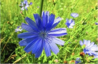 Wildflower Seeds Chicory - Cichorium intybus - Blue Wild Flower Easy to Grow 1500 Seeds
