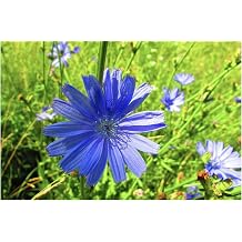 Wildflower Seeds Chicory - Cichorium intybus - Blue Wild Flower Easy to Grow 1500 Seeds