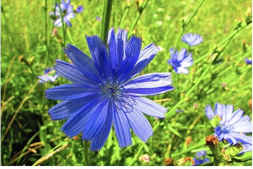 Wildflower Seeds Chicory - Cichorium intybus - Blue Wild Flower