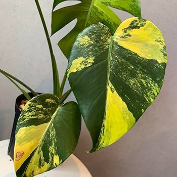 ぴ*く様 斑入りモンステラ オーレア （イエローマリリン ）黄斑 超大株