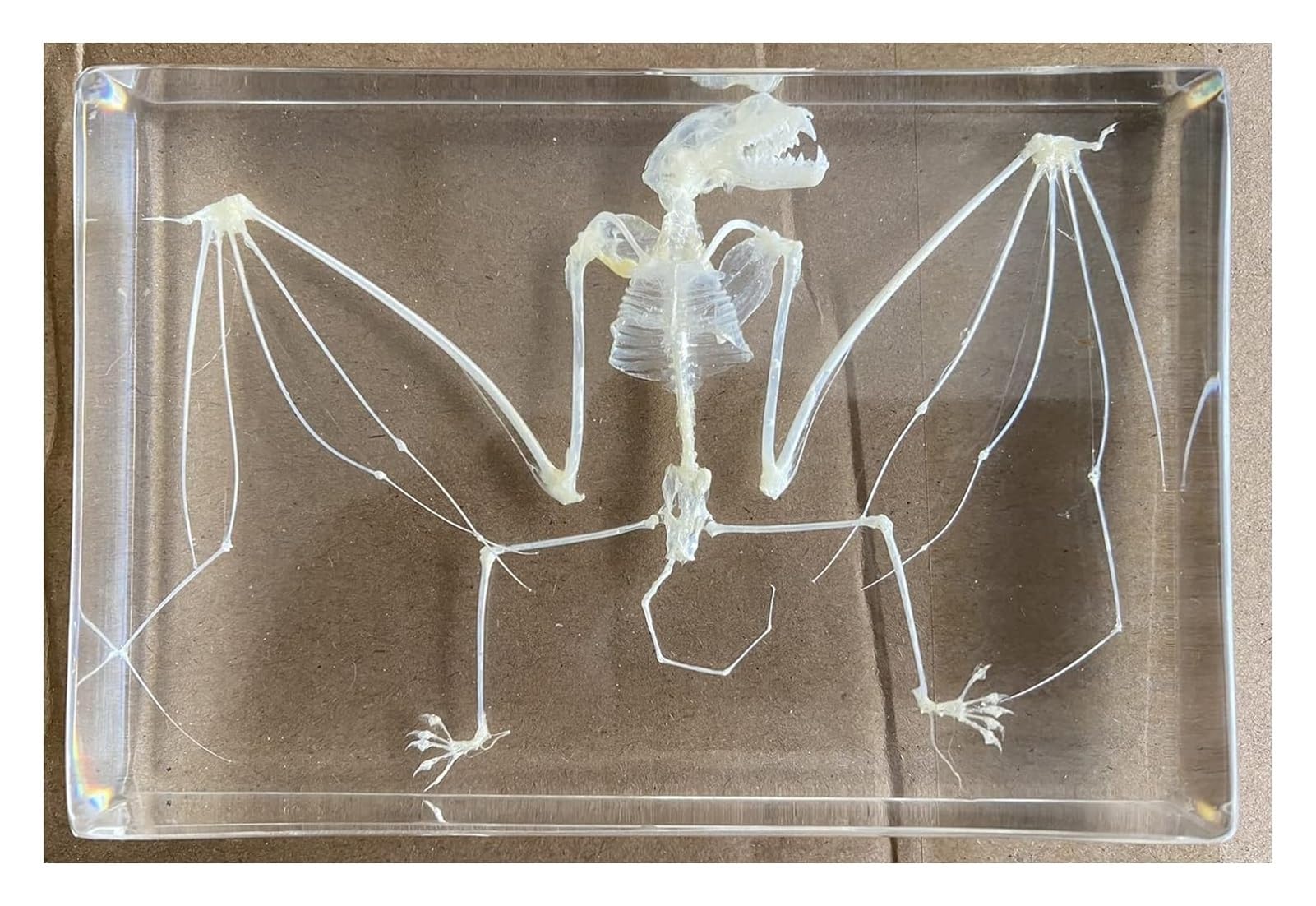 Fledermaus-Skelett-Exemplar in Acrylblock, Einbettungsexemplare für naturwissenschaftliche Klassenzimmer, Taxidermie für den naturwissenschaftlichen Unterricht, 5 x 3,5 x 1,2 Zoll