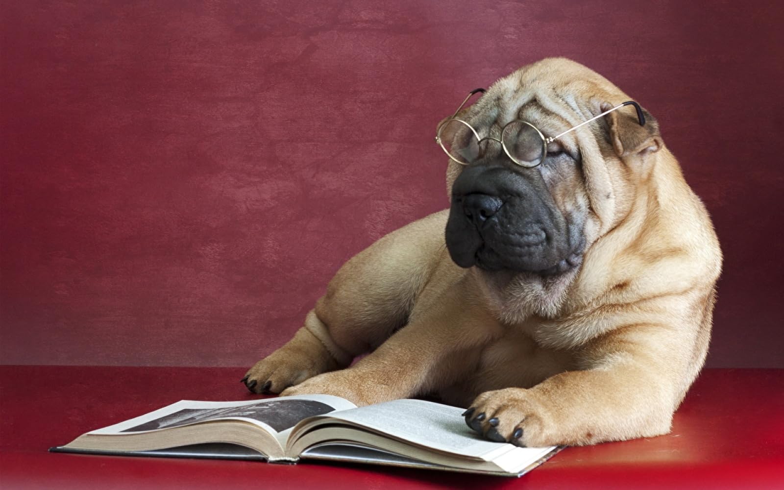 niño Puzzle 1500 Piezas Animal Shar Pei 87x57cm