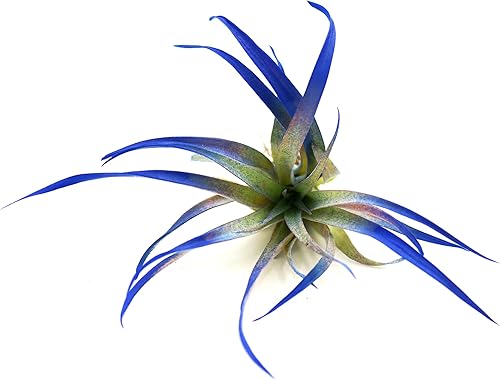 Live Tillandsia Capitata Peach - Planta de aire colorida de 6 a 8 pulgadas, color mejorado con reflejos que crece una enorme 14 pulgadas, fácil de