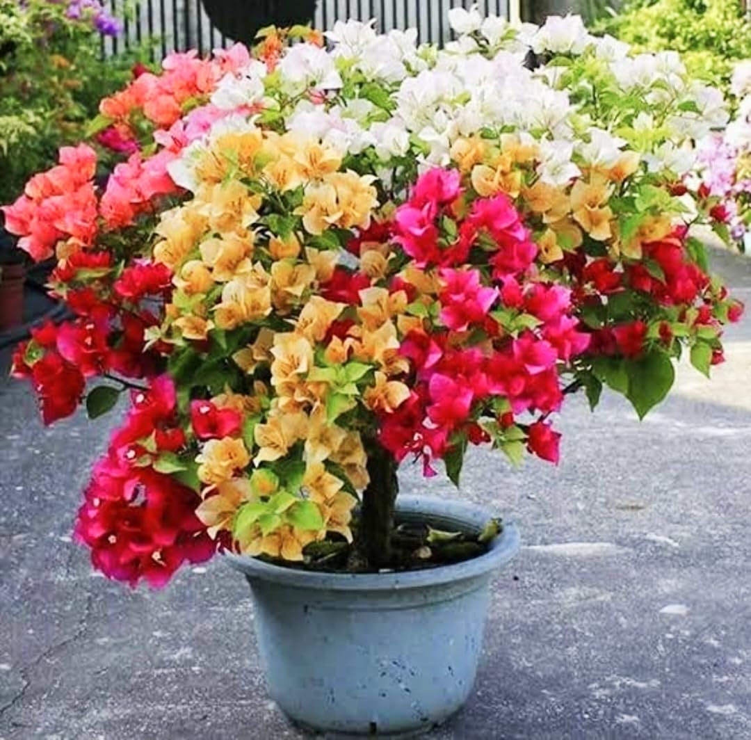 Nandini Garden 5-7 Colour Multi Grafted Bougainvillea Kagoj Flower Live Plant Height 1-1.5 ft Blooming in 2 Months (B0C63LCDM1) Amazon Price History, Amazon Price Tracker