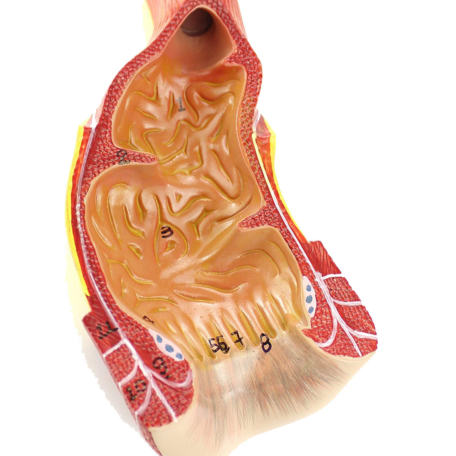 Modele dydaktyczne z zakresu biologii, Medyczny anatomiczny model narządu odbytnicy, materiał PVC, chirurgia anorektalna, szkolenie specjalistyczne z chirurgii ogólnej