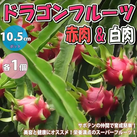 Amazon ドラゴンフルーツ 赤肉 白肉 各1個 果樹苗 10 5cmポット 赤肉 白肉 各1個セット サボテンの仲間 丈夫で育成が簡単 花は月下美人に似ており 一晩限り咲く豪華な花は美しく 南米では 貴族の夫人 と呼ばれています 市場で流通している果実は早取りされ蒸 Amazon ドラゴンフルーツ 赤肉 白肉 各1個 果樹苗 10 5cmポット 赤肉 白肉 各1個セット サボテンの仲間 丈夫で育成が簡単 花は月下美人に似ており 一晩限り咲く豪華な花は美しく 南米では 貴族の夫人 と呼ばれています 市場で流通している果実は早取りされ蒸