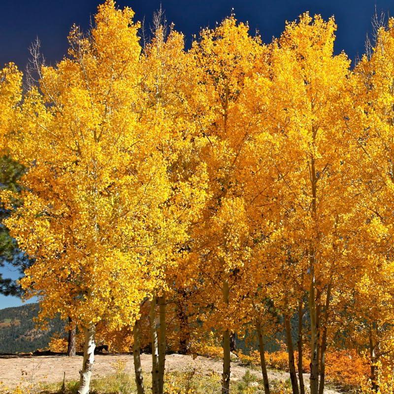 3 Quaking Aspen Trees Seedlings, Quaking Aspen Trees Live Plants 6 to 12 Inches Tall, Quaking Aspen Plants Live Ready to Grow