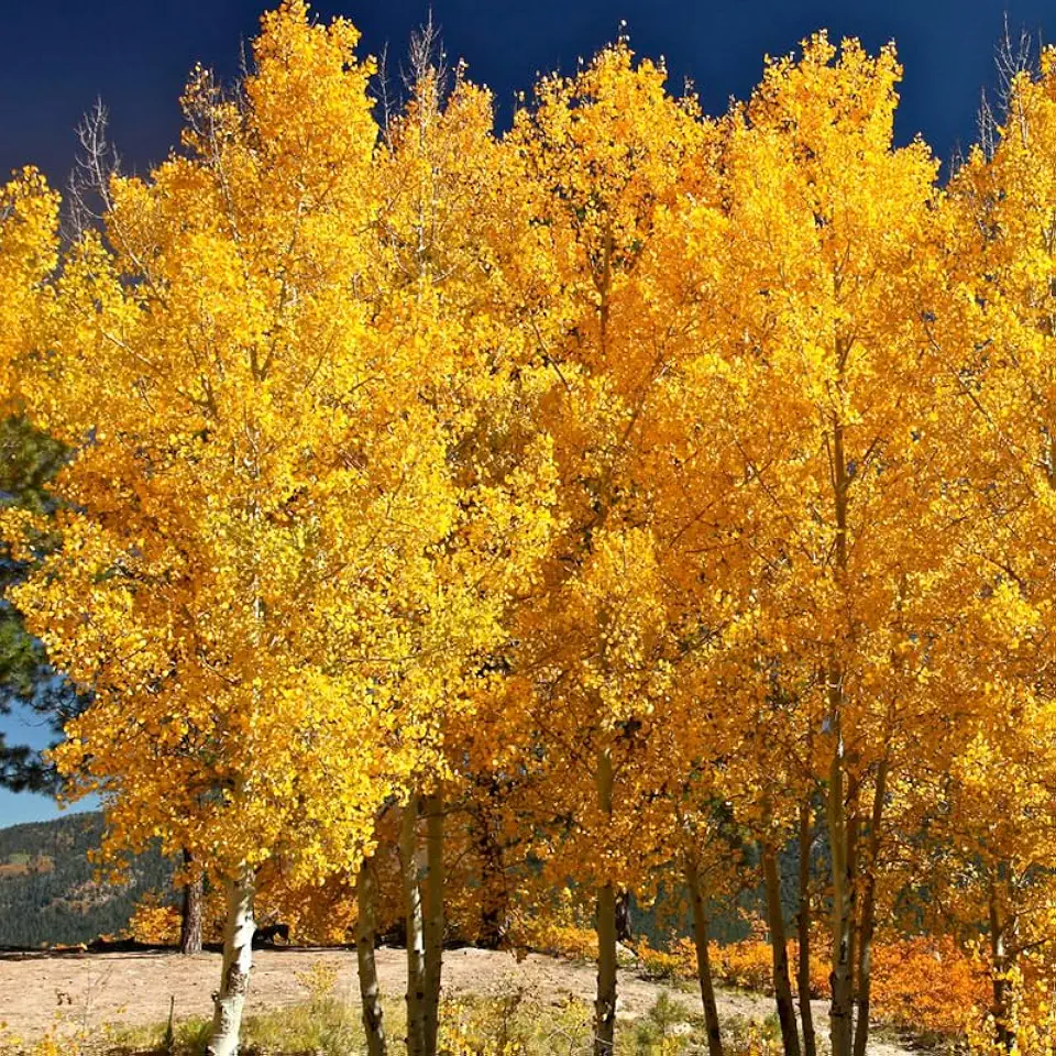 Quaking Aspen Seedling 8 to 16 in