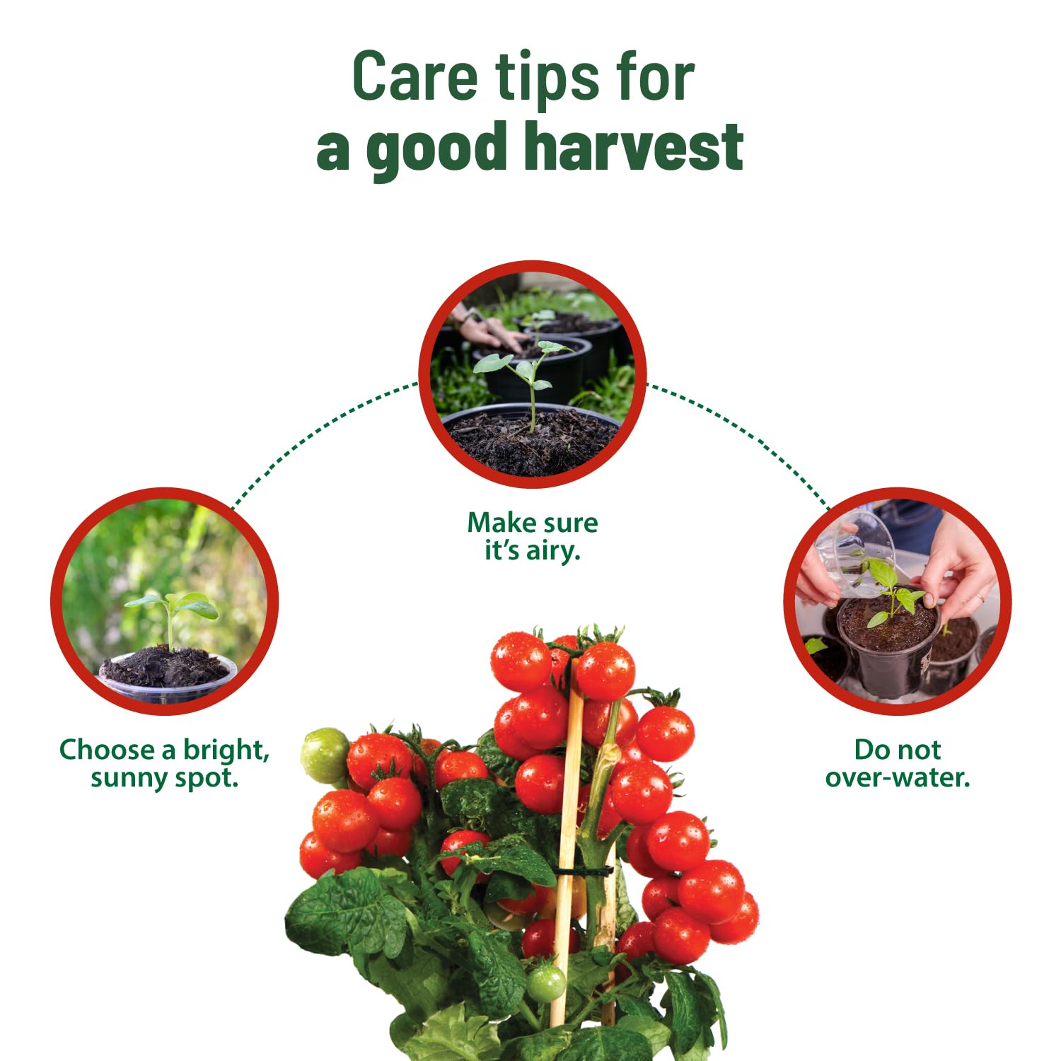 Pot and Bloom Cherry Tomato Grow Kit with Garden Essentials for Home 4