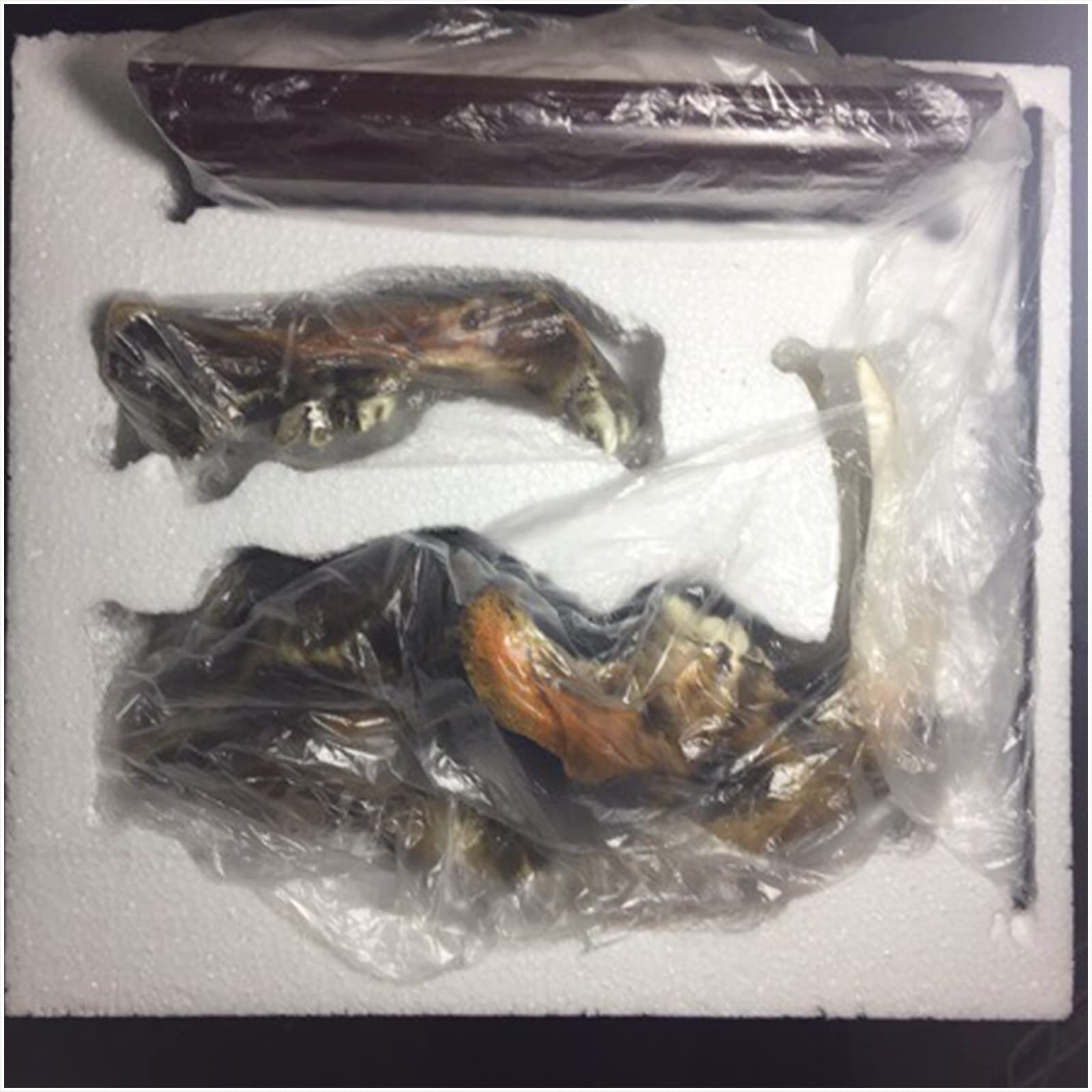 Amazon.co.jp: 剣歯虎の頭蓋骨モデル - 樹脂製剣歯虎の頭蓋骨レプリカ