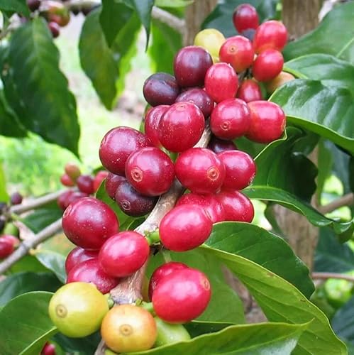 34 semillas Semillas de café para plantar