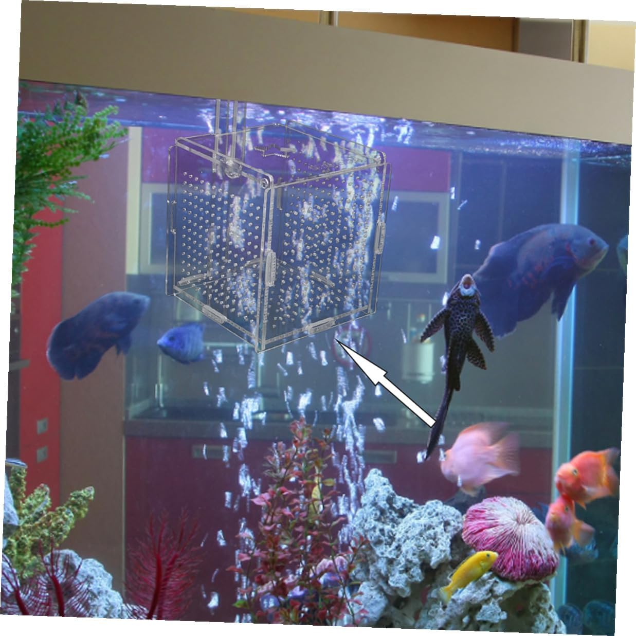 2 Sets Acrylic Fish Tank Breeding Holder with Suction Cup and Hook Aquarium Fish Isolation Box Smooth Surface and Compact Design