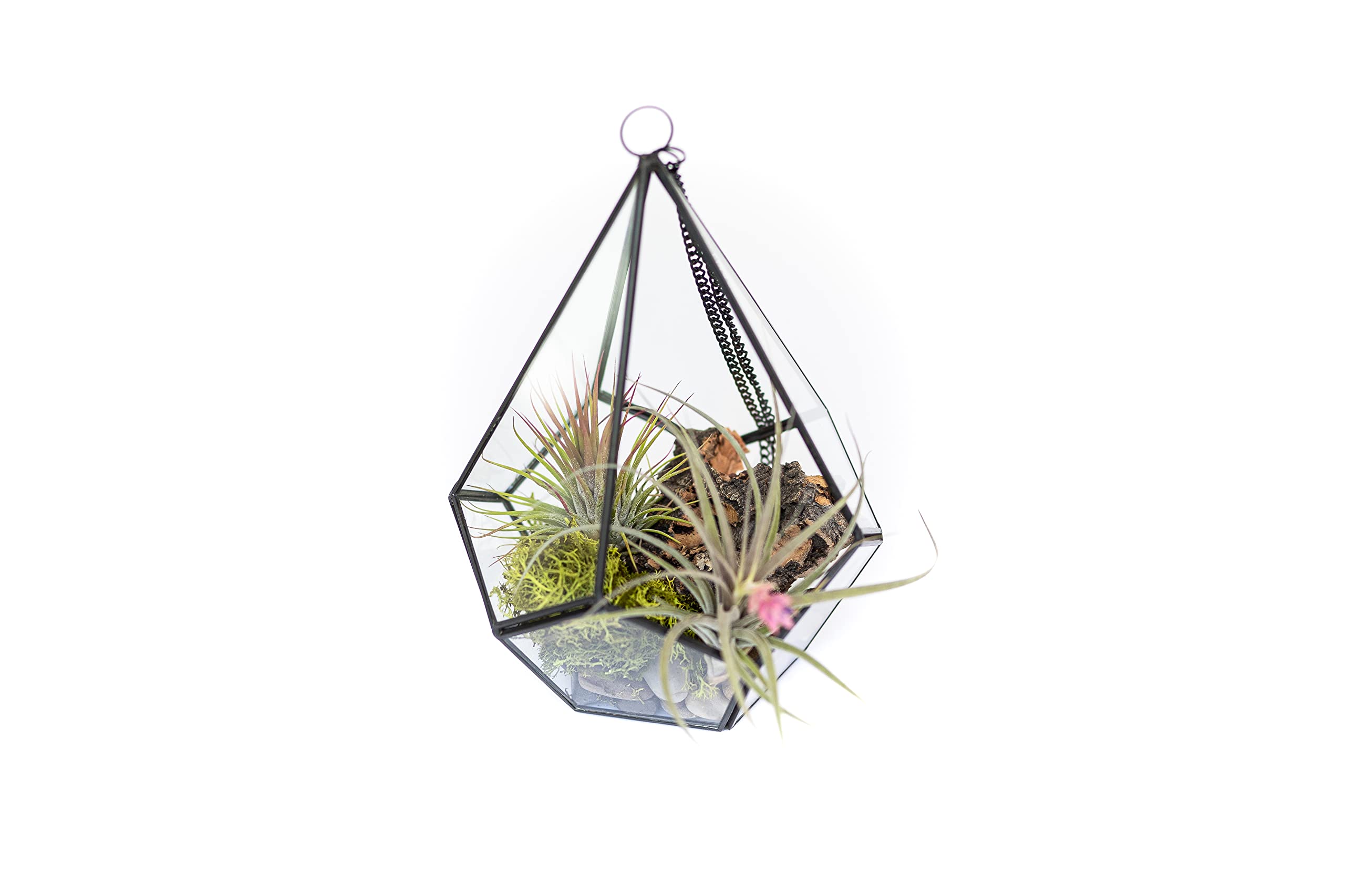 DIY Terrarium Kit with Air Plants - Air Plant Tillandsia Holder - Live Tillandsia Succulent House Plant - Wholesale and Bulk - Home and Garden Decor -