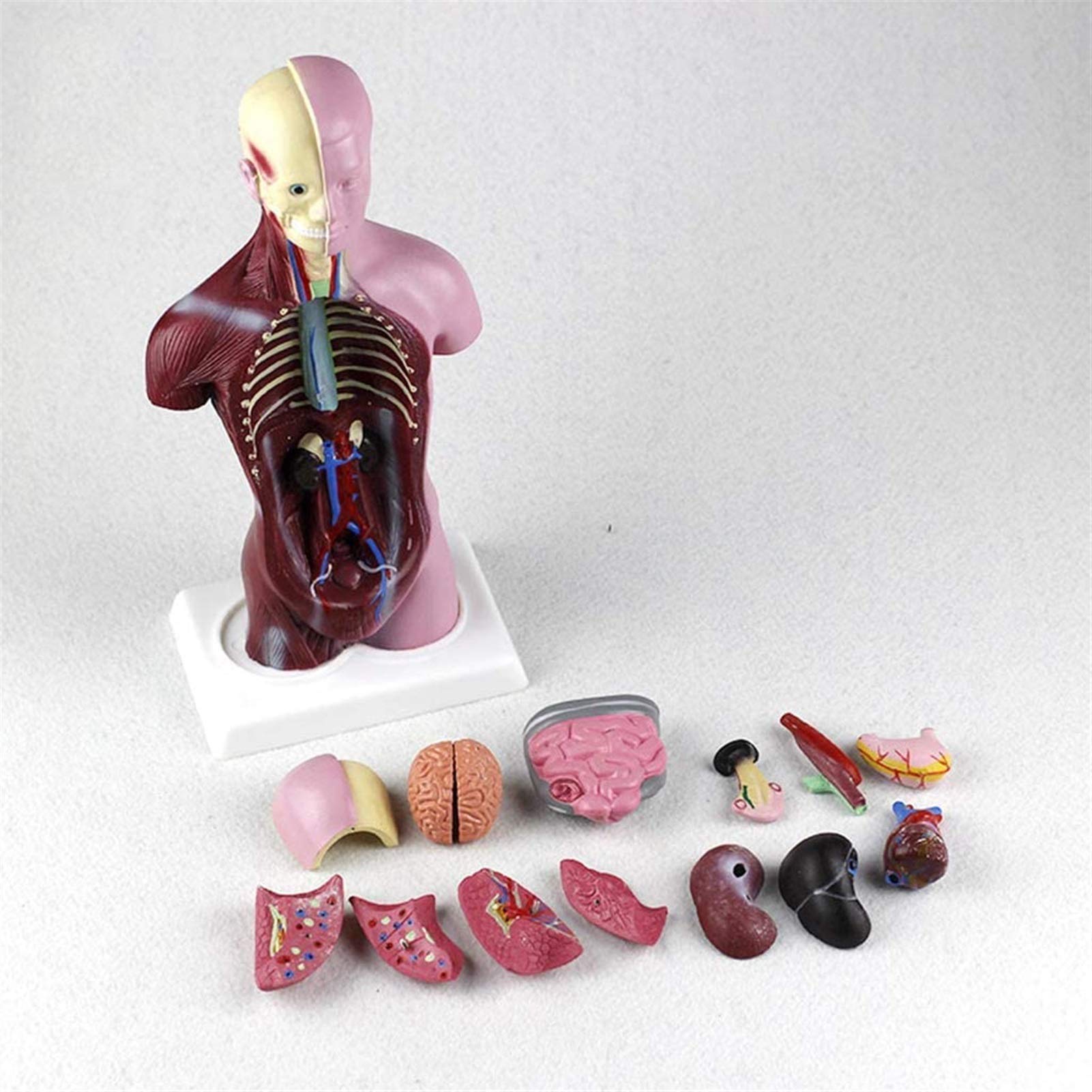 Model studyjny 28CM Mini Model anatomiczny tułowia Model anatomiczny do nauki w klasie Wyświetlacz Model medyczny, modele medyczne i materiały edukacyjne