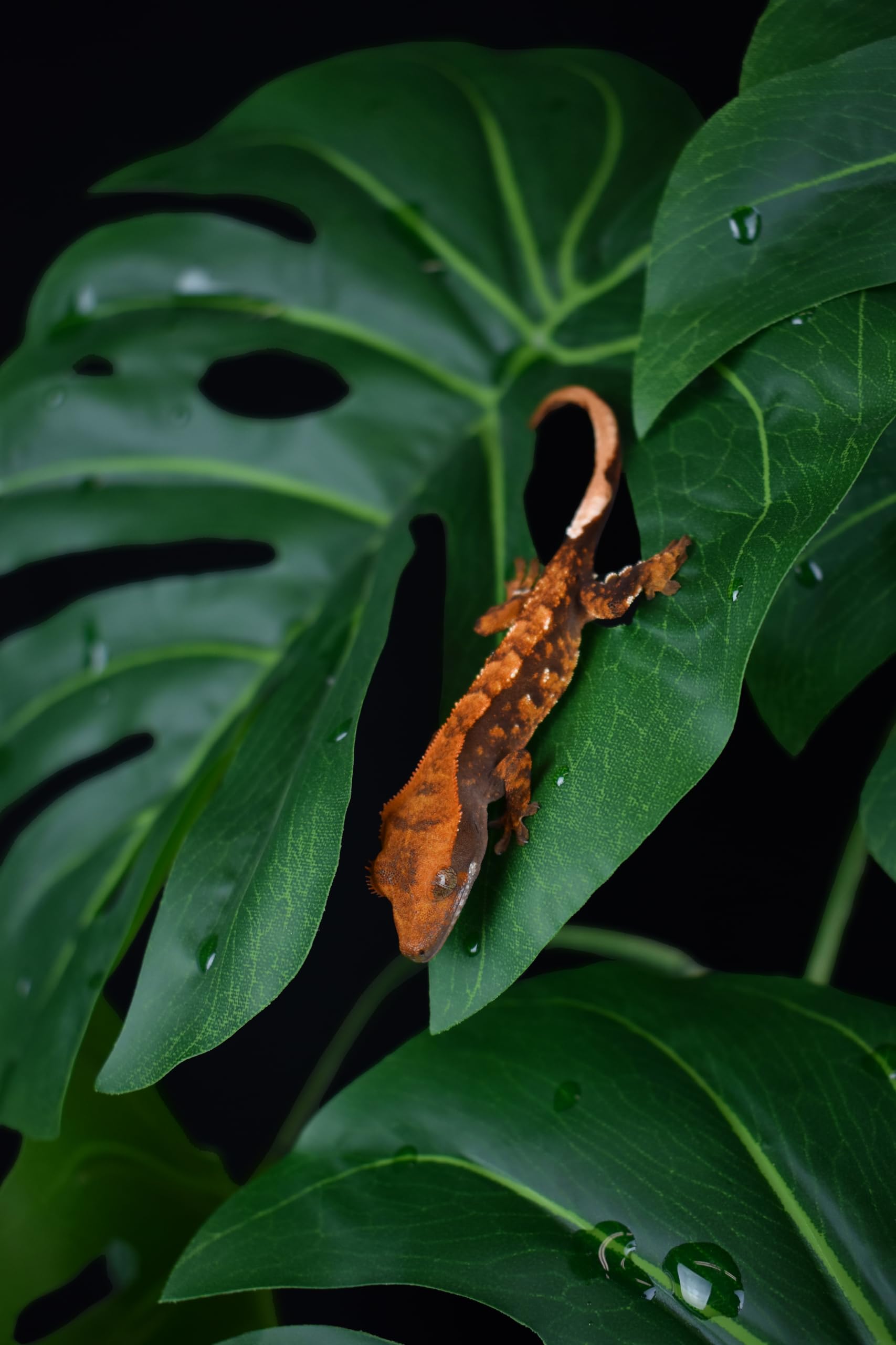 Komodo Terrario de reptiles, planta de hoja de Monstera con base pesada | Planta artificial realista extragrande para terrarios y acuarios | 21 pulgadas de alto con hojas de 8 x 7.25 pulgadas