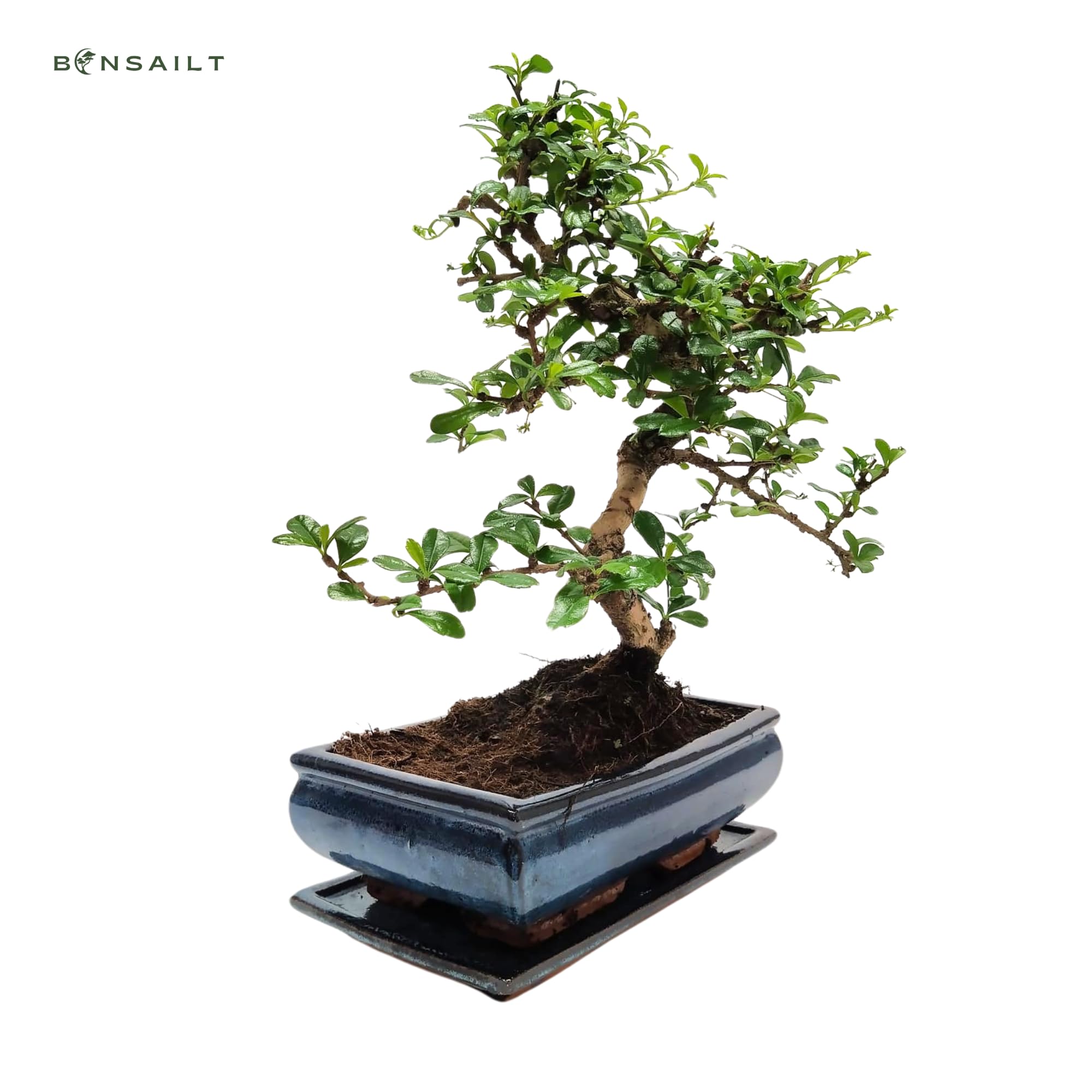 Bonsai Baum mit Keramik Blumentopf - 25 cm Schale ca. 12-14 Jahre, Fukien Teebaum Bonsai P25