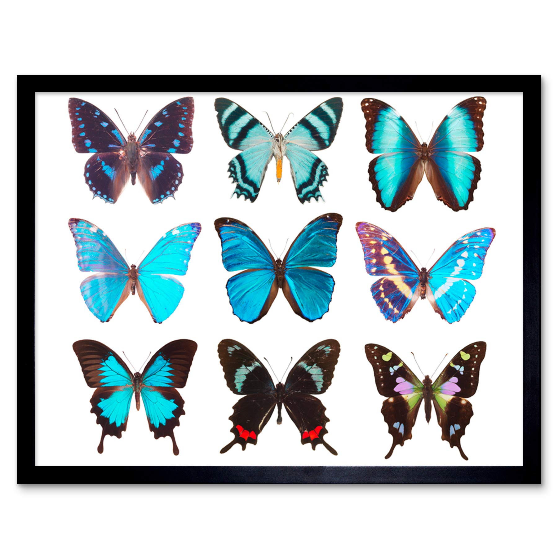 Artery8 Nine Types Butterflies Butterfly Collection Various