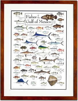 Earth Sky + Water - Fishes of the Gulf of Mexico - Double-matted Posters with Honey Frame