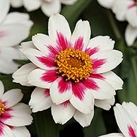 Vista 122 de Eden Brothers - Semillas de zinnia, cactus con flores, sin OMG, plantar en primavera, paquete, flores de bajo mantenimiento, zonas 3, 4, 5, 6, 7, 8