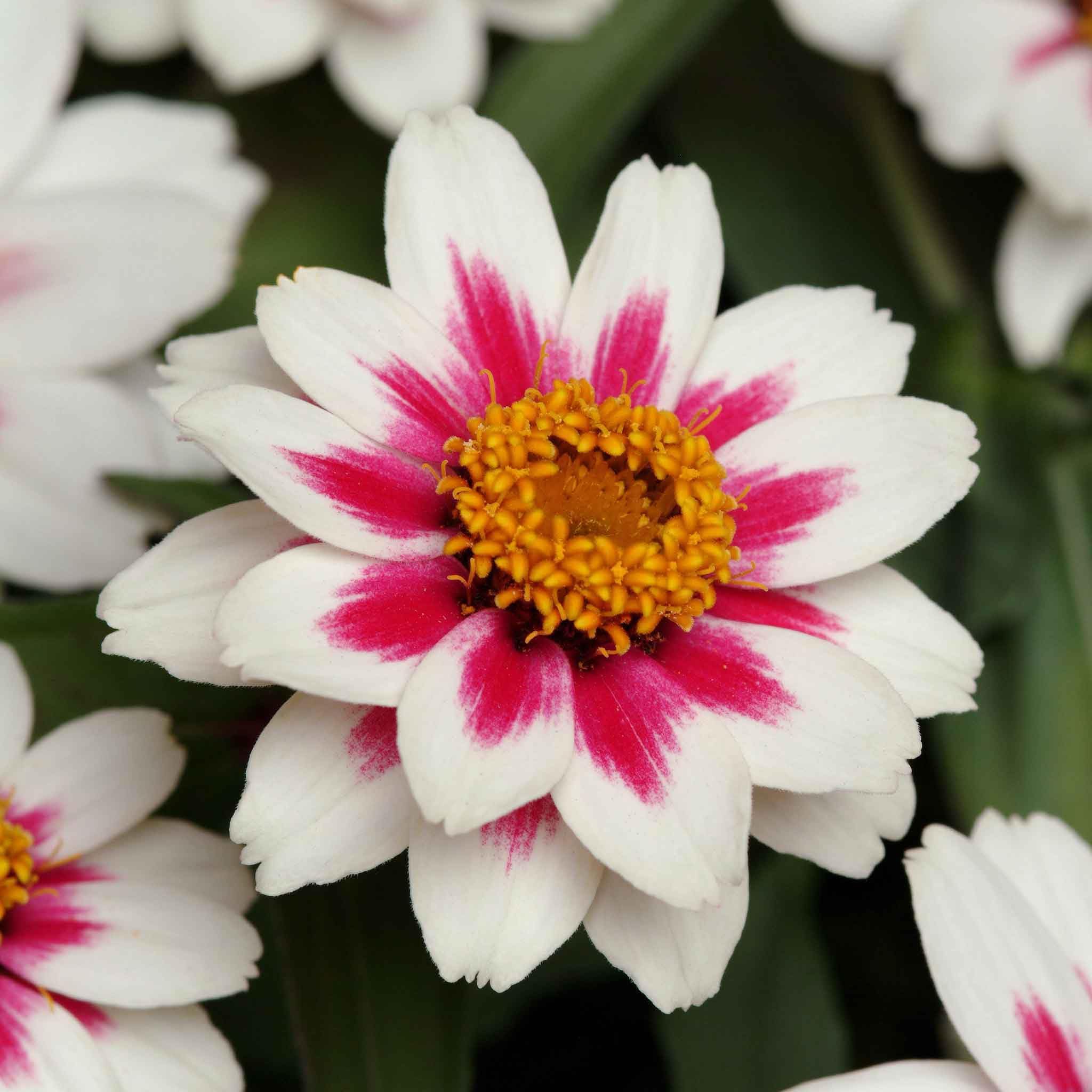 Eden Brothers Zinnia Seeds - Zahara Starlight Rose, Non-GMO Seeds for Planting, Packet | Low-Maintenance Flower Seeds, Plant During Spring, Zones 3, 4, 5, 6, 7, 8, 9, 10