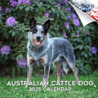 2025 2026 Australian Cattle Dog Calendar - Dog Breed Monthly Wall Calendar - 12" x 24" Open - Thick No-Bleed Paper - Giftable - Academic Teacher's Planner Calendar Organizing & Planning - Made in USA