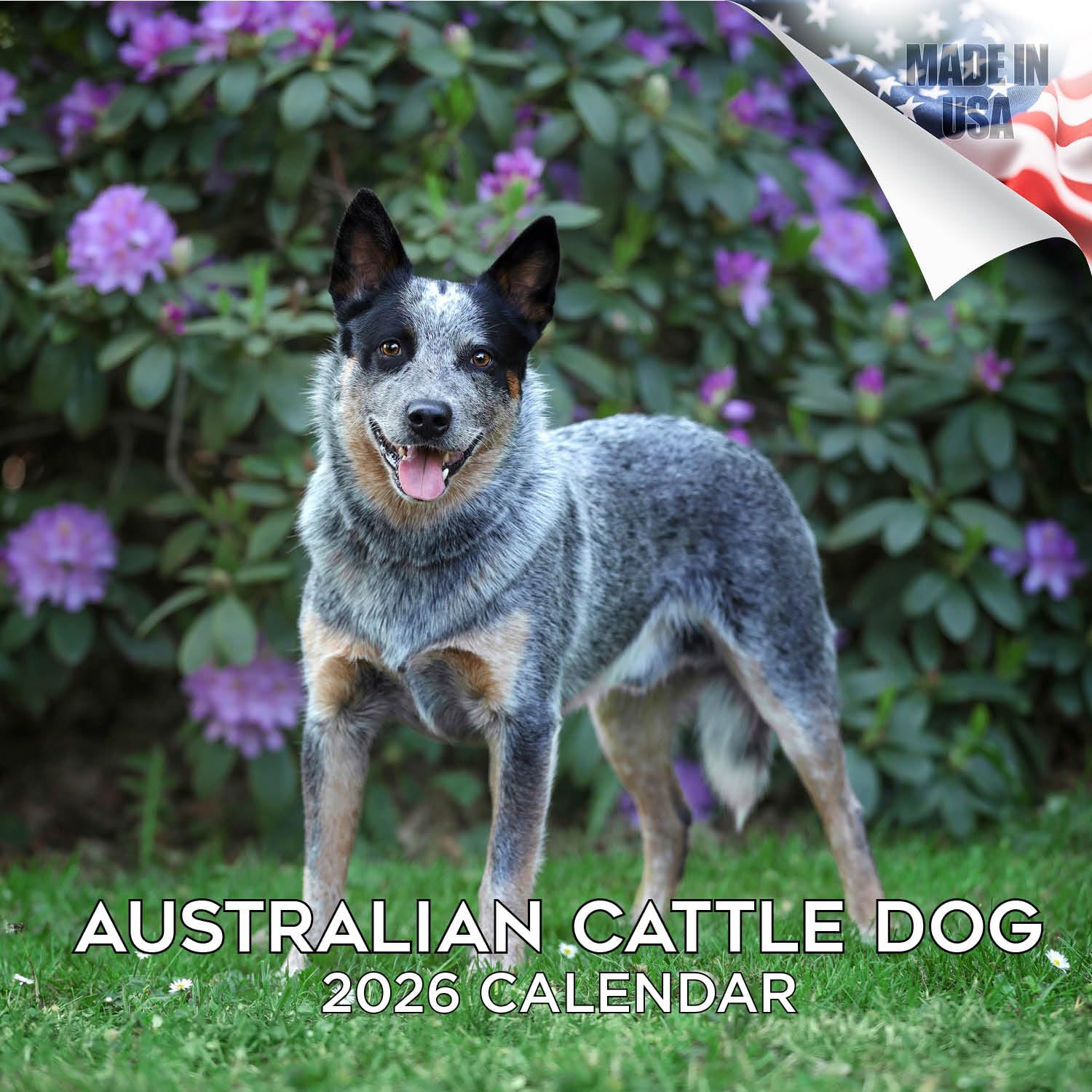 Australian Cattle Dog Calendar 2026 – 16-Month Dog Breed Wall Calendar by MegaCalendars – Large Daily Blocks, Thick No-Bleed Paper, Made in USA